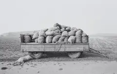 Schillerslage, Hannover (from the series: Agrarlandschaften) by Heinrich Riebesehl, 1978, Gelatin silver print, printed, sold Nov 2024