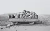 Heinrich Riebesehl, Schillerslage, Hannover (from the series: Agrarlandschaften), 1978, Gelatin silver print, printed