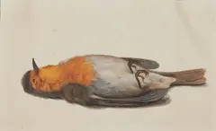 Rochus van Veen, Four perished Singing Birds, Watercolour on ribbed paper (cut watermark)