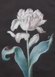 Magdalena Fürstin, Pink Tulip with a Cockchafer on a Dark Background, Gouache on parchment
