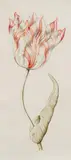 Netherlandish School around 1700, Four different Tulips, Watercolour