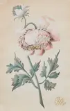 Rose-coloured Peony by Johanna Maria Helene Herolt-Graff, Watercolour on ribbed paper, sold Nov 2024