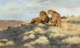 Wilhelm Kuhnert, Lion and Lioness observing their Surroundings from a Hill, Oil on canvas