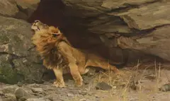 Wilhelm Kuhnert, The Lion's Awakening, Oil on canvas