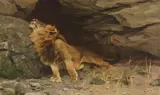 Wilhelm Kuhnert, The Lion's Awakening, Oil on canvas