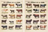 Marcel Broodthaers, Les Animaux de la Ferme, 1974, 2-part work: each offset print on card. Each