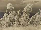 Albert Renger-Patzsch, Oktoberrauhreif am Brocken