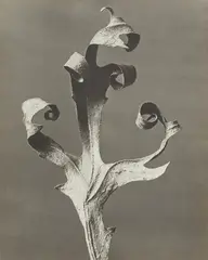 Karl Blosfeldt, Silphium Laciniatum (Rosin-Weed, Compass-Plant), 1915-25, Vintage gelatin silver print