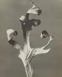 Karl Blosfeldt, Silphium Laciniatum (Rosin-Weed, Compass-Plant)