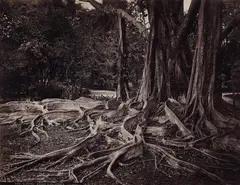 Scowen and Co., Reise-Erinnerungen aus Ceylon, 1880s, 35 albumen prints. From
