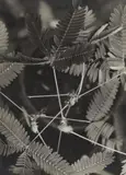 Mimosa Pudica by Albert Renger-Patzsch, Before 1929, Vintage gelatin silver print, sold Dec 2023