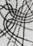Wolf Strache, Spiral Algae (Spirogyra), 1952, Vintage ferrotyped gelatin silver print on Agfa-Portriga-Rapid paper