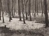 Albert Renger-Patzsch, Erlenbruch