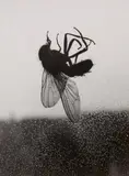 Otto Maximilian Umbehr, Untitled, 1948, Vintage ferrotyped gelatin silver print on Agfa-Brovira paper