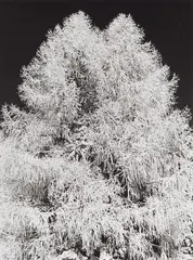 Wolf Strache, Raureif auf der Kanzelhöhe, 1968, Ferrotyped gelatin silver print on Agfa paper, printed