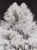 Wolf Strache, Raureif auf der Kanzelhöhe, 1968, Ferrotyped gelatin silver print on Agfa paper, printed