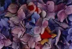 Hydrangeas, CA by Ernst Haas, 1982, Dye transfer print, printed, offered Dec 2023