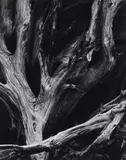 Ansel Adams, Sequoia Roots, Mariposa Grove, Yosemite National Park, California