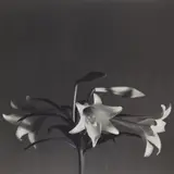 Easter Lilies by Robert Mapplethorpe, 1979, Gelatin silver print, sold Dec 2023