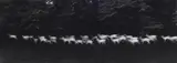 Paul Caponigro, Running White Deer, County Wicklow, Ireland