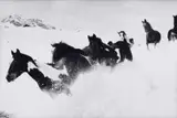 Peter Thomann, Irish Tinker im Tiefschnee, Lech/Arlberg, 2001, Gelatin silver print