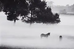 Peter Thomann, Early Fog over Lexington, Kentucky (Kentucky Horse Park), 1998, Gelatin silver print