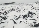 Pentti Sammallahti, Jurmo, Finland