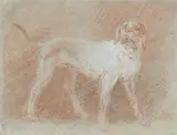 Charles Parrocel circle of, Hunting Dog, Chalk in black and white on laid paper