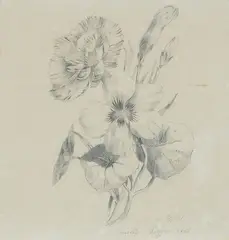 Emilie Preyer, Carnation flowers and buds, Pencil on paper