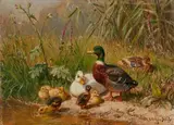Carl Jutz the Elder, Ducks on the Water