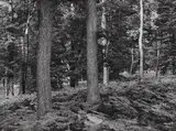 Albert Renger-Patzsch, Wald bei Wamel