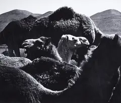 Peter Thomann, Dromedare, Marokko, 1964, Vintage ferrotyped gelatin silver print