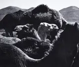 Peter Thomann, Dromedare, Marokko, 1964, Vintage ferrotyped gelatin silver print