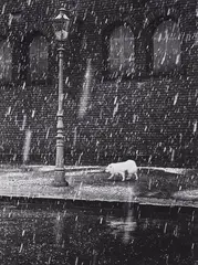 Horst H. Baumann, Hundewetter, Before 1956, Vintage ferrotyped gelatin silver print on Agfa-Brovira paper