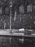Horst H. Baumann, Hundewetter, Before 1956, Vintage ferrotyped gelatin silver print on Agfa-Brovira paper