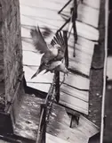 André Kertész, Budapest (from the series: Birds)