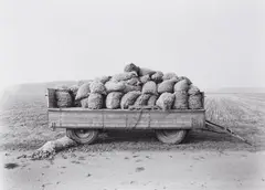 Schillerslage, Hannover (from the series: Agrarlandschaften) by Heinrich Riebesehl, Oktober 1978, Gelatin silver print, printed, offered Jun 2023