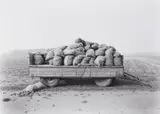 Heinrich Riebesehl, Schillerslage, Hannover (from the series: Agrarlandschaften)