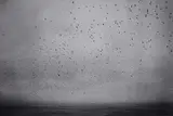 Joaschim Eskildsen, The Puffins (from the series: Nordtegn - Nordic Signs), 1994, Gelatin silver print, printed