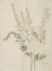 Friedrich Nerly, Autumnal Mallow Blossoms, Watercolour over pencil