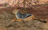 Wilhelm Kuhnert, Resting Jackal, Oil on hardboard