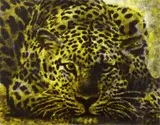 Jiří Georg Dokoupil, Leopard
