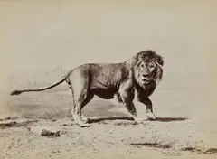 Pantherinae in the zoo by Ottomar Anschütz, 1888, 5 albumen print. 4 prints, offered Dec 2022