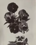 Charles Jones, Pansies Mixed, c. 1900, Vintage gold-toned gelatin silver print