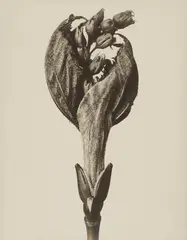 Karl Blosfeldt, Acer pensylvanicum (Striped maple), 1915 - 1925, Vintage gelatin silver print