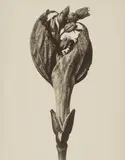 Karl Blosfeldt, Acer pensylvanicum (Striped maple)