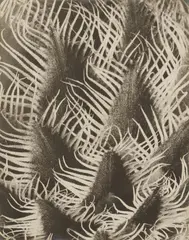 Karl Blosfeldt, Centaurea kotschyana, 1915 - 1925, Vintage gelatin silver print