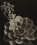 Albert Renger-Patzsch, Escheveria blühend