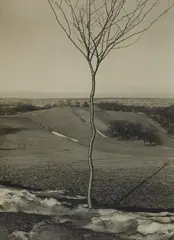 Albert Renger-Patzsch, Das Bäumchen, 1929, Vintage gelatin silver print on Kodak-Royal paper