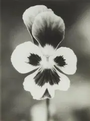 Untitled by Jochen Lempert, 2003, 2 gelatin silver prints. Each, sold Dec 2022